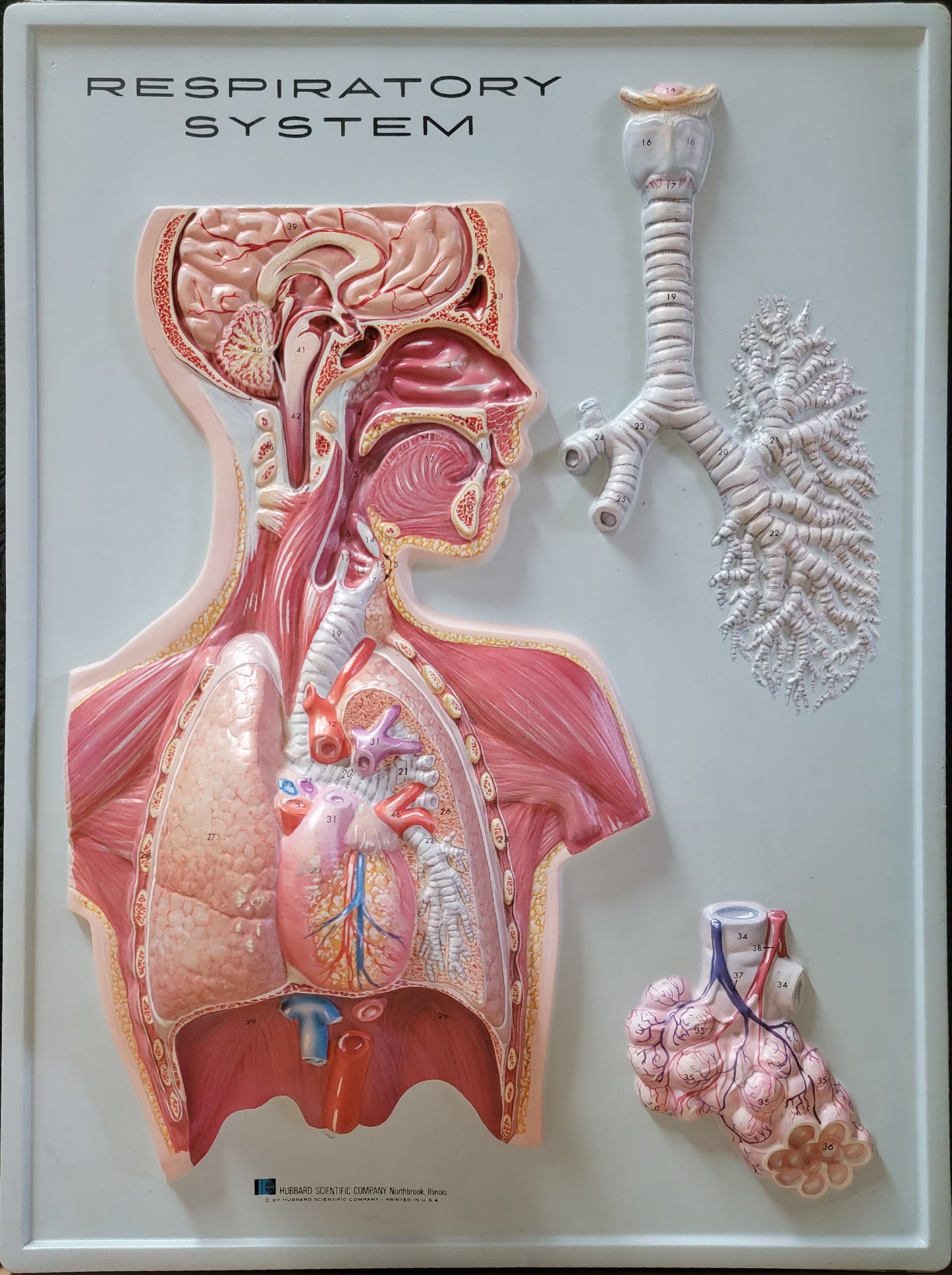 Hubbard 3D Scientific Model 1967 RESPIRATORY SYSTEM