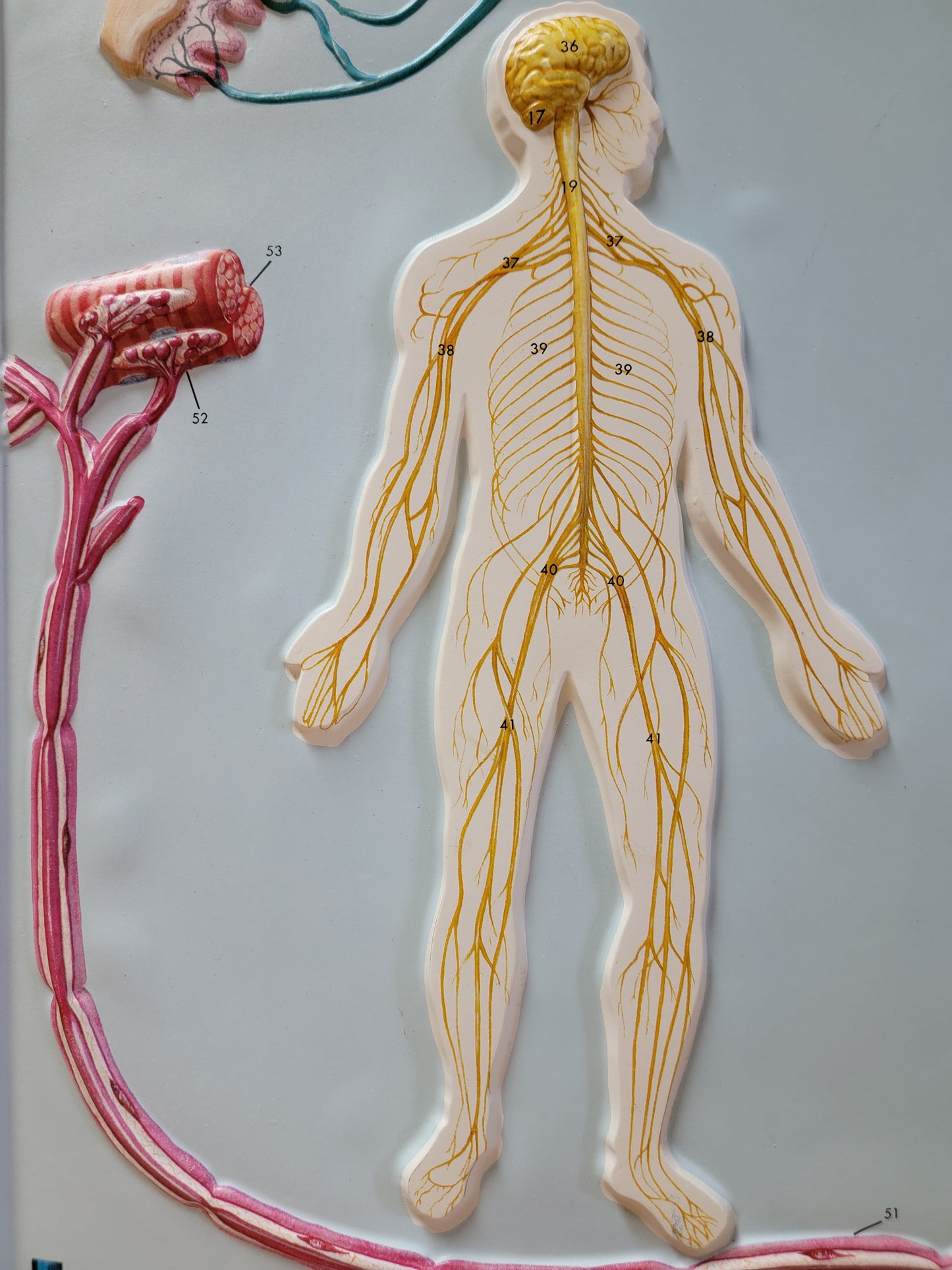 Hubbard 3D Scientific Model 1967 NERVOUS SYSTEM