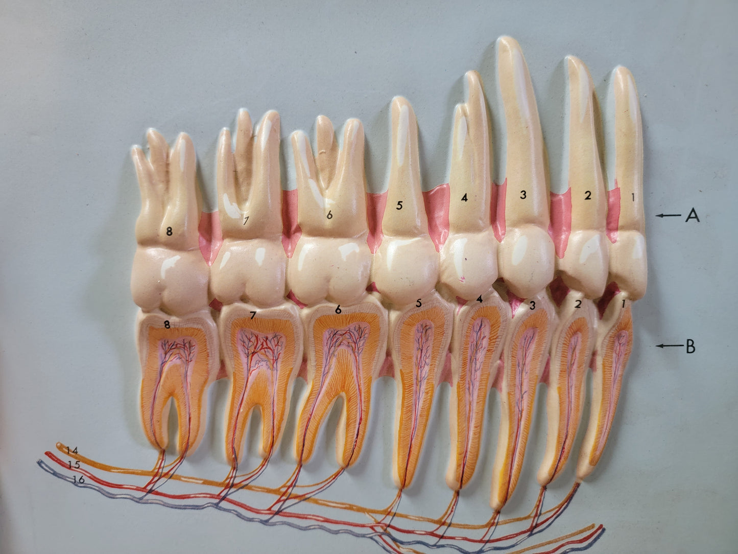 Hubbard 3D Scientific Model 1967 TEETH