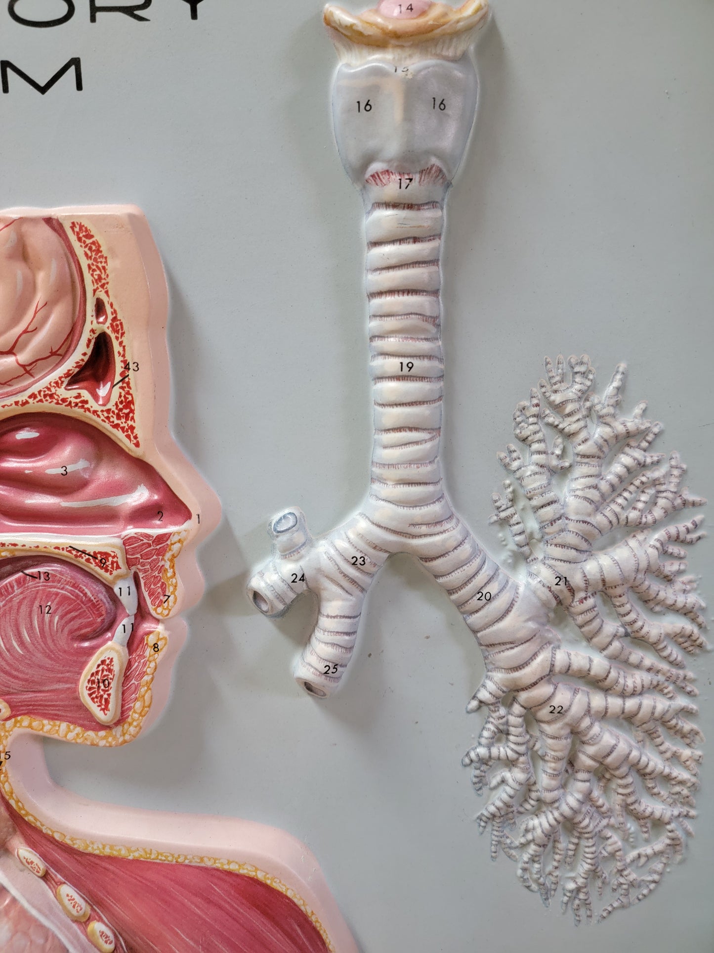 Hubbard 3D Scientific Model 1967 RESPIRATORY SYSTEM
