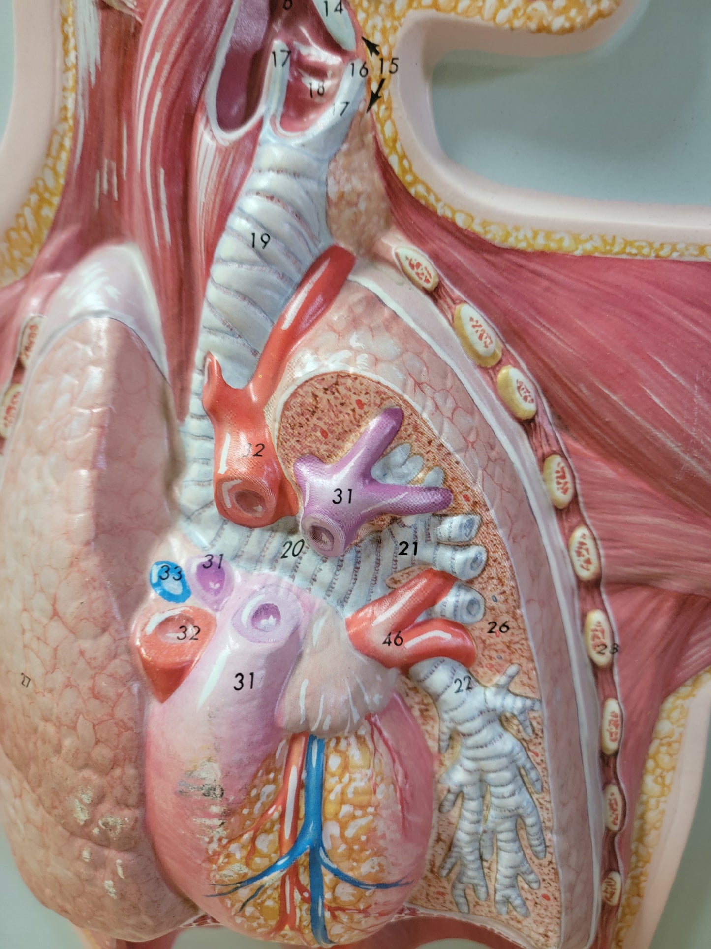 Hubbard 3D Scientific Model 1967 RESPIRATORY SYSTEM