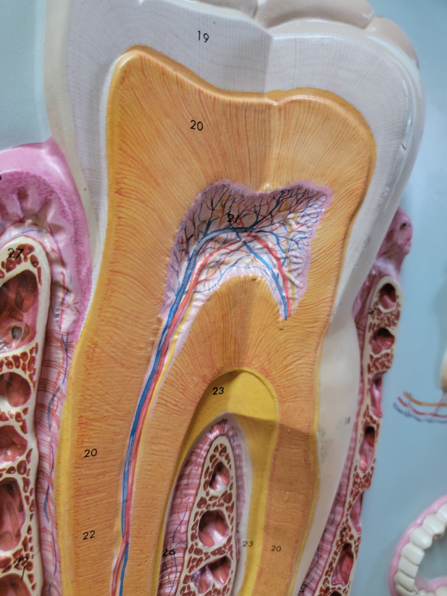 Hubbard 3D Scientific Model 1967 TEETH