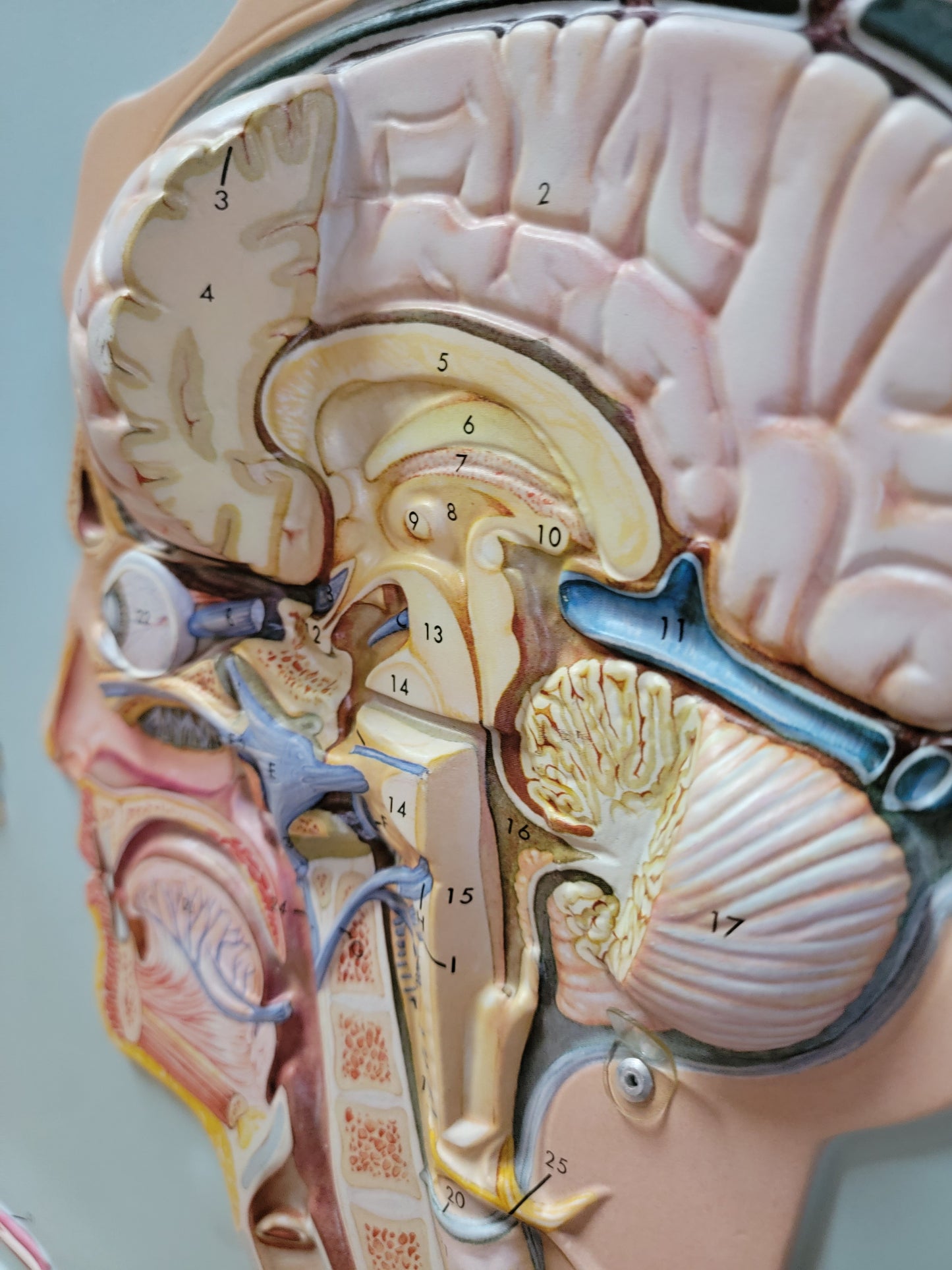 Hubbard 3D Scientific Model 1967 NERVOUS SYSTEM
