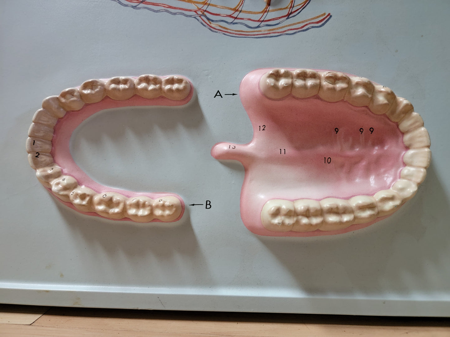 Hubbard 3D Scientific Model 1967 TEETH