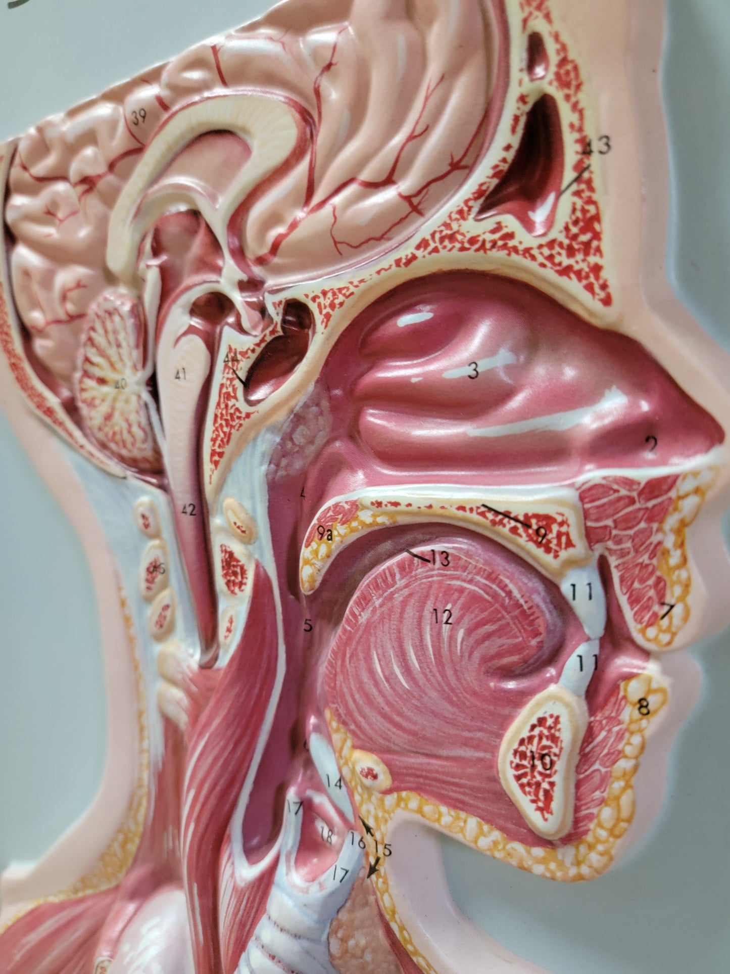 Hubbard 3D Scientific Model 1967 RESPIRATORY SYSTEM