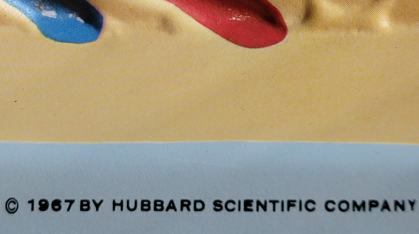Hubbard 3D Scientific Model 1967 NERVOUS SYSTEM