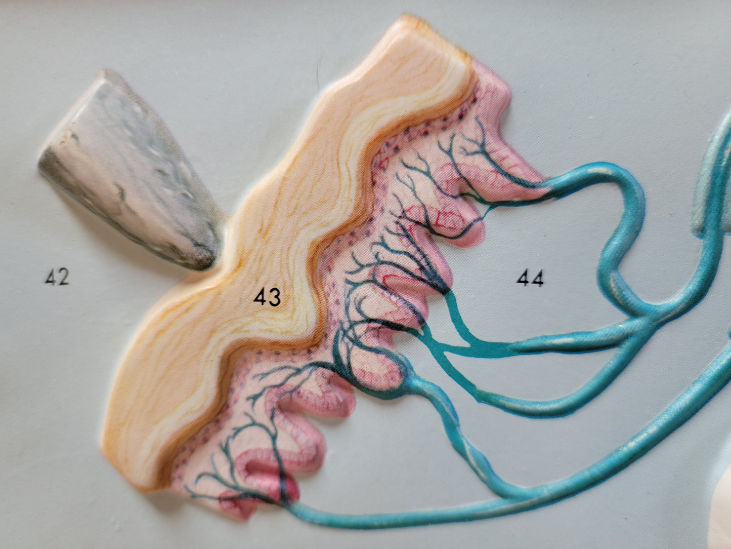 Hubbard 3D Scientific Model 1967 NERVOUS SYSTEM