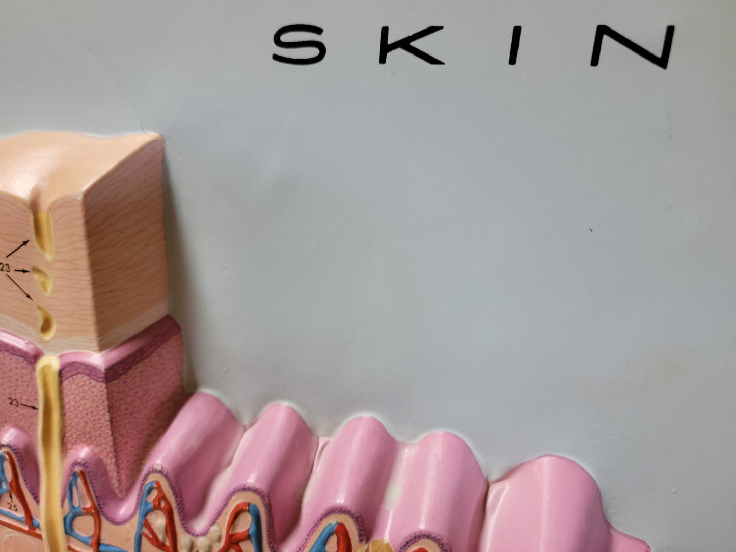 Hubbard 3D Scientific Model 1967 SKIN