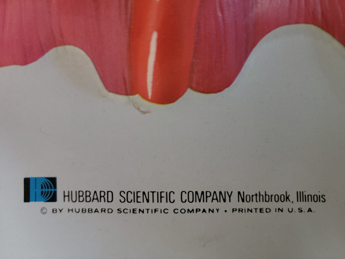 Hubbard 3D Scientific Model 1967 RESPIRATORY SYSTEM
