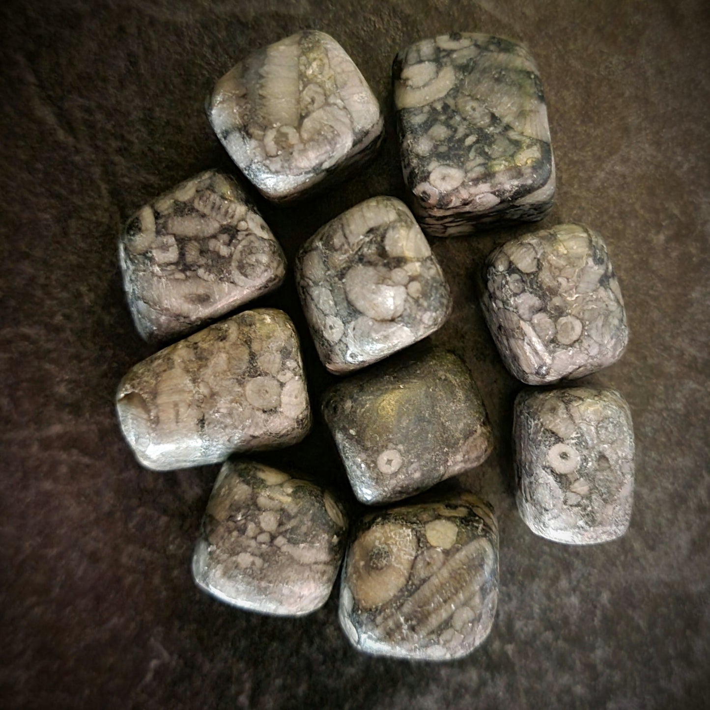 Crinoid Fossil Polished Crystal Gemstone