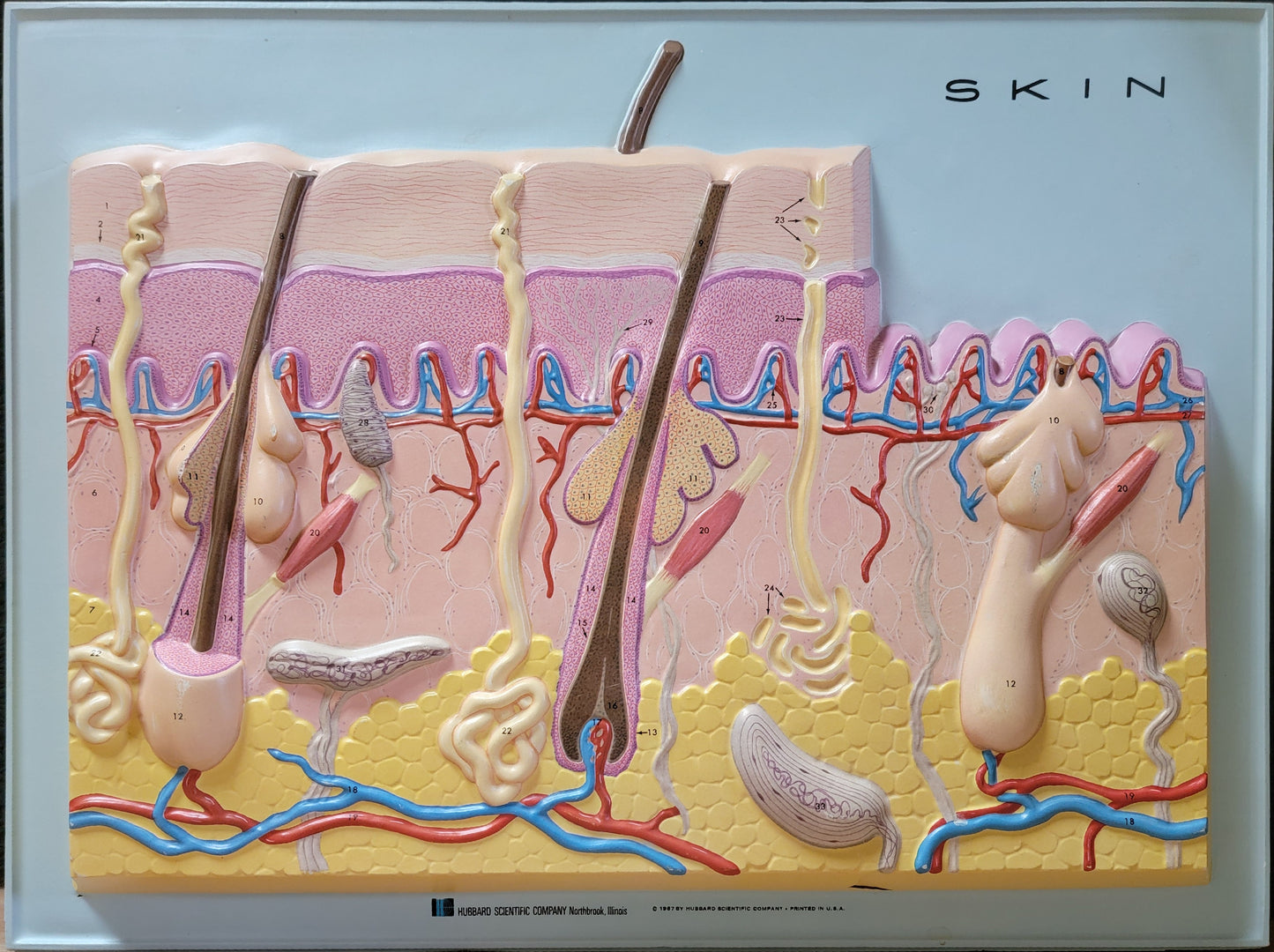 Hubbard 3D Scientific Model 1967 SKIN