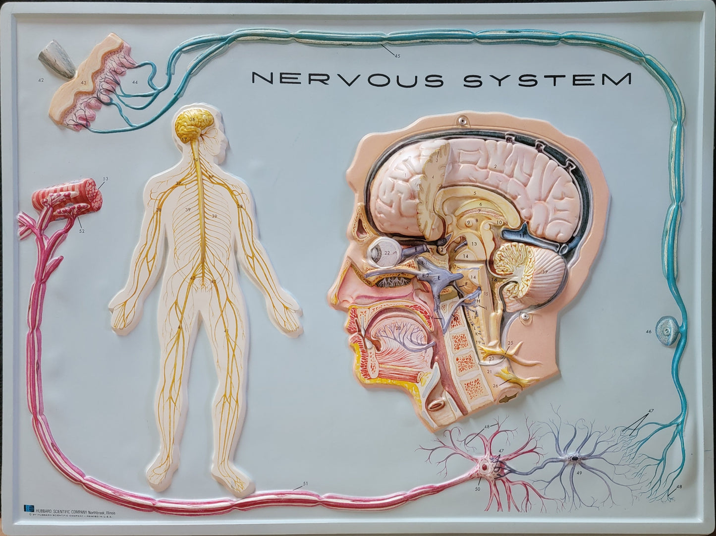 Hubbard 3D Scientific Model 1967 NERVOUS SYSTEM