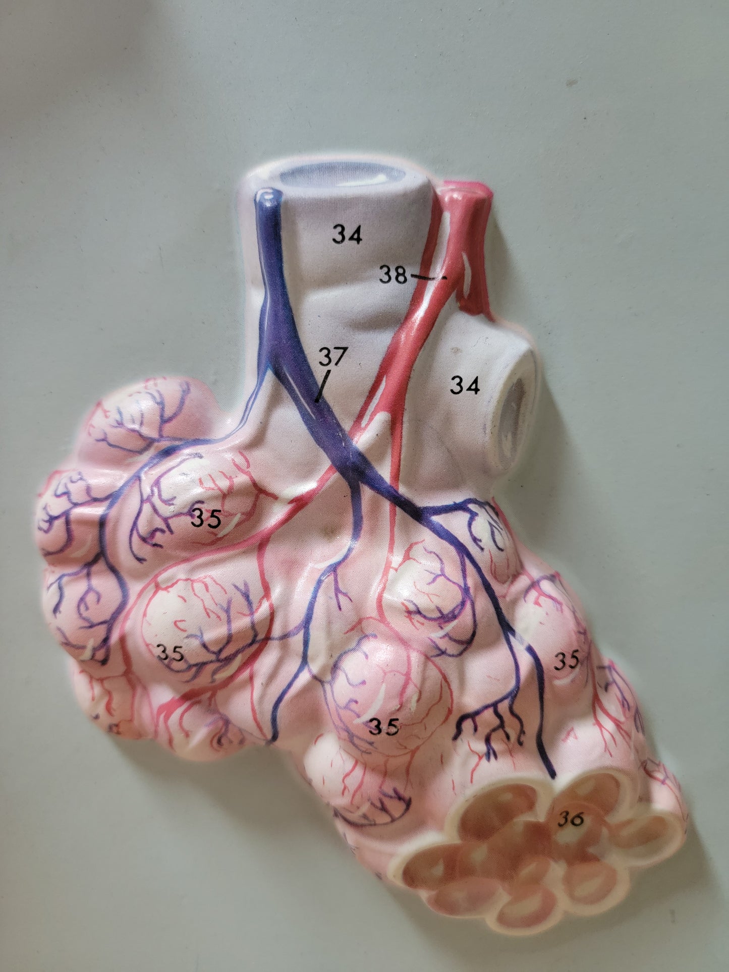 Hubbard 3D Scientific Model 1967 RESPIRATORY SYSTEM